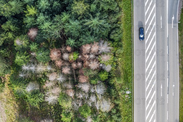 Forest dieback in Black Forest