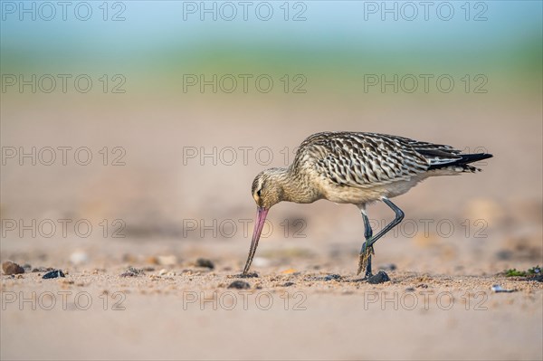 Bar-tailed Godwit