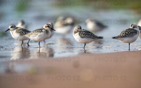 Sanderling