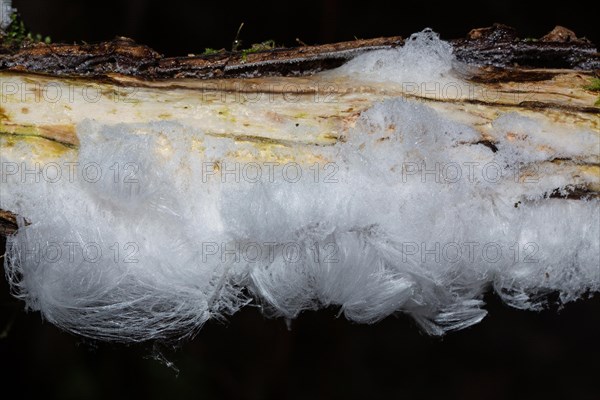 Hair ice fruiting bodies white wavy ice needles on tree trunk