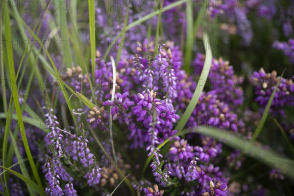 Flowering heather