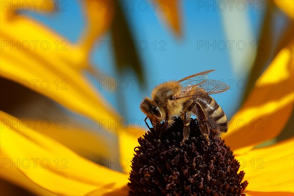 European honey bee