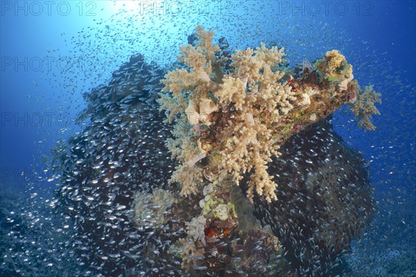 Broccoli tree