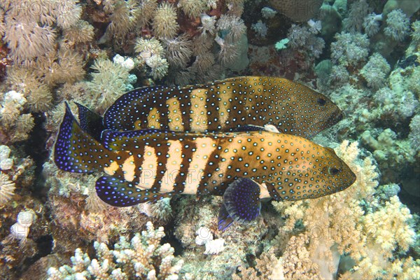 Pair of bluespotted grouper