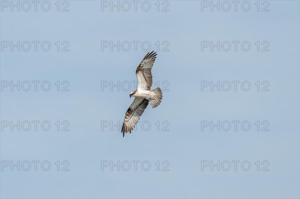 Western osprey