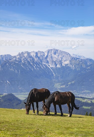 Herd of horses on the Trattberg with a view of the Salzach Valley and the Hohe Goell