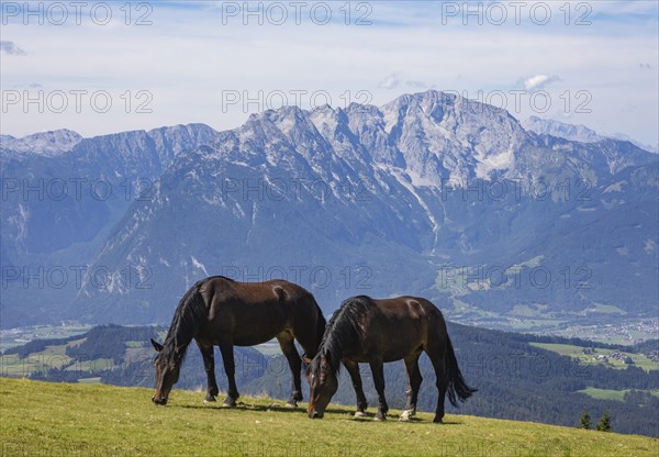 Herd of horses on the Trattberg with a view of the Salzach Valley and the Hohe Goell