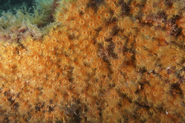 Large field of yellow calyx coral
