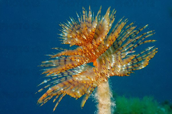 Mediterranean fanworm