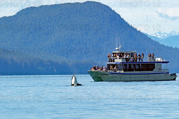 Orca curiously looking out of the water in front of a tourist boat