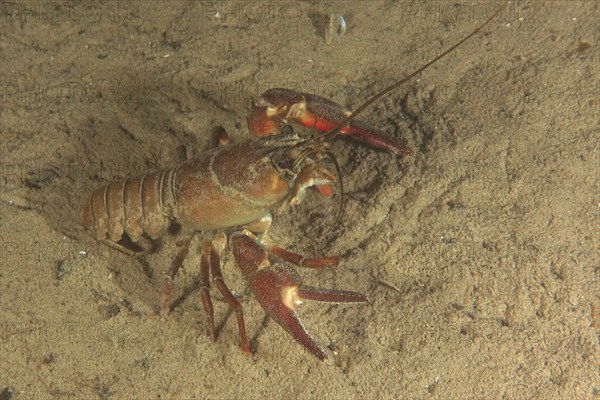 Signal crayfish