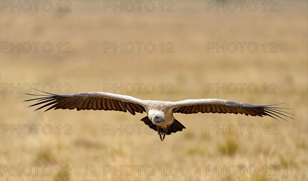 White-backed Vulture