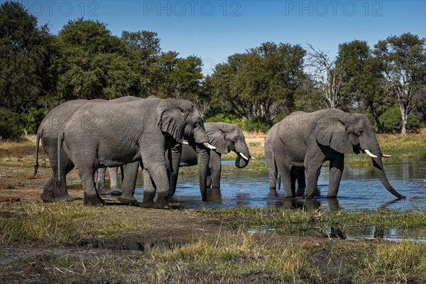 Elephants