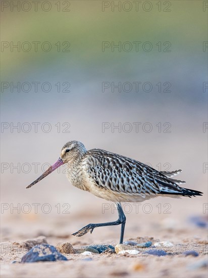 Bar-tailed Godwit