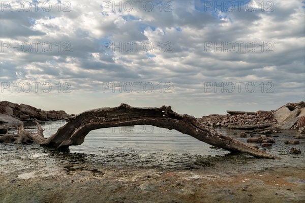 Dried tree trunk