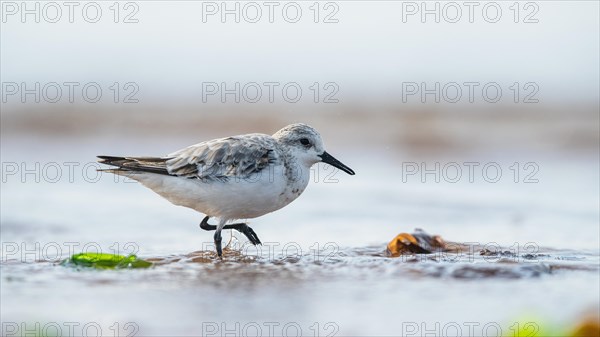 Sanderling