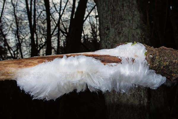 Hair ice fruiting bodies white wavy ice needles on tree trunk