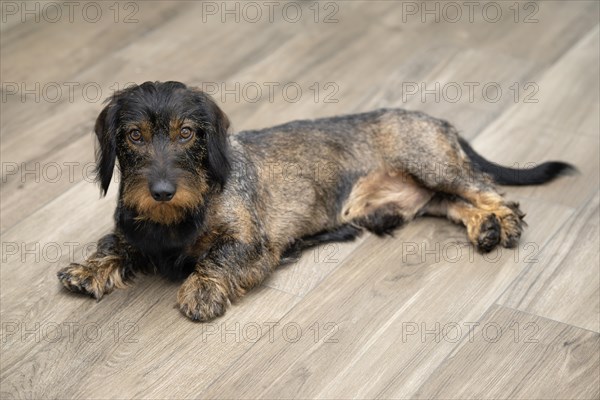 Rough-haired dachshund