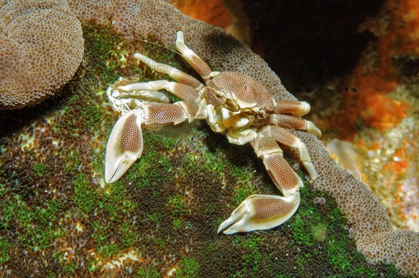 Symbiotic behaviour Symbiosis of spotted anemone crab spotted porcelain crab