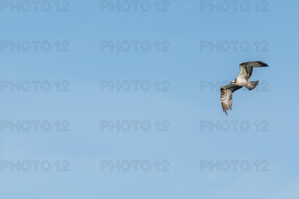 Western osprey