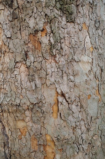 Tree bark as background