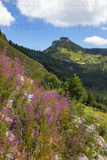 Willowherb