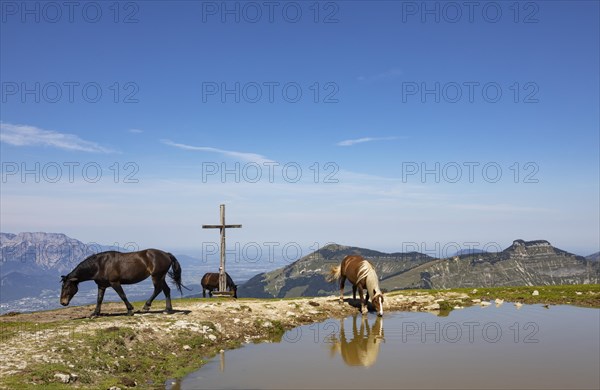 Herd of horses at the summit cross on Trattberg with a view of Schlenken and Schmittenstein