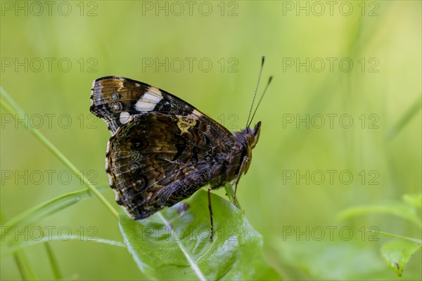 Red admiral