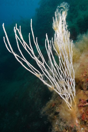 White gorgonian