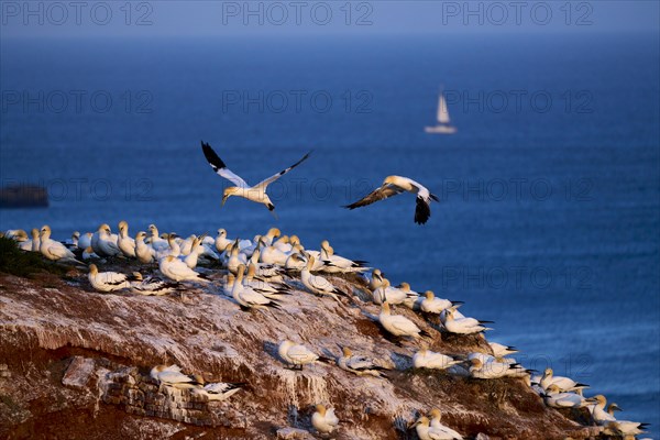 Northern gannet