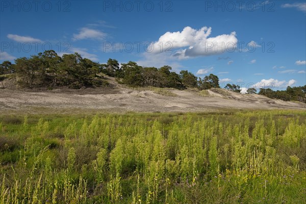 Inland dune near Klein Schmoelen