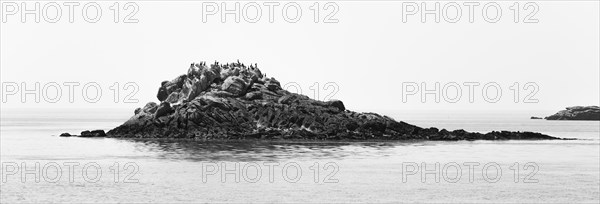 Great cormorant