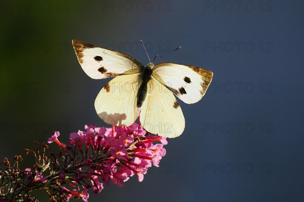 Cabbage butterfly