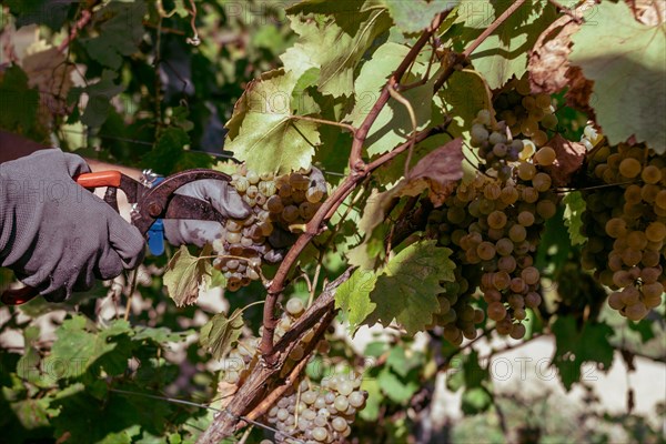 Woman farmer hands close up trim organic riped sauvignon grape with sscissors from plant in wine farm in summertime harvesting period