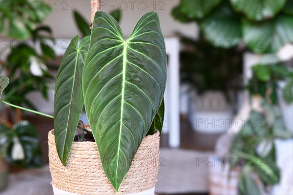 Tropical 'Philodendron Melanochrysum' houseplant with long velvet leaves in flower pot on table in living room