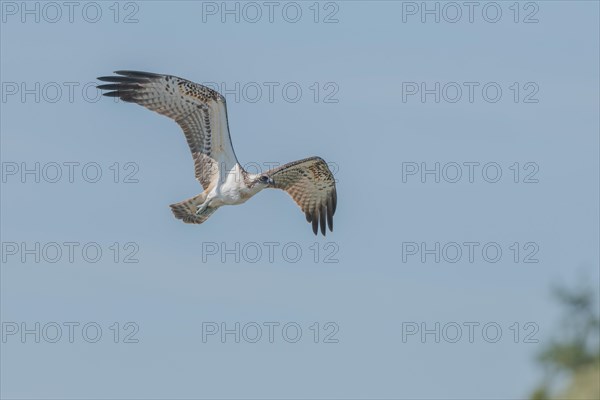 Western osprey