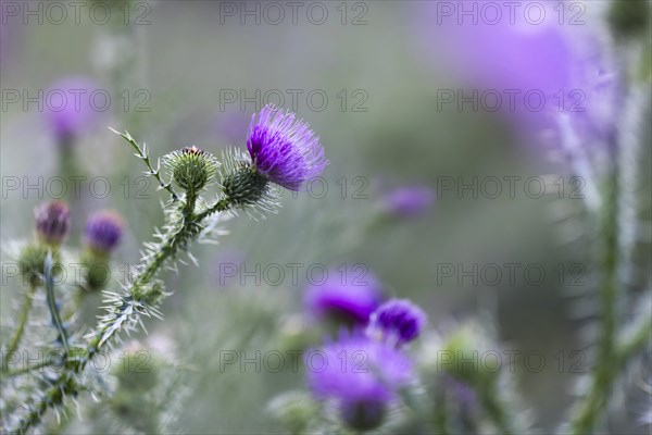 Flowering thistle