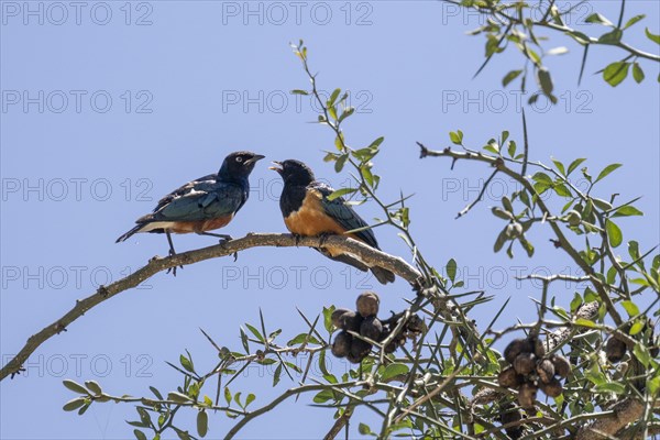 Superb starling