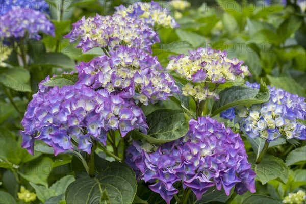 Hydrangea bush