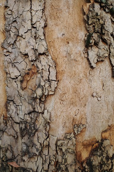 Tree bark as background