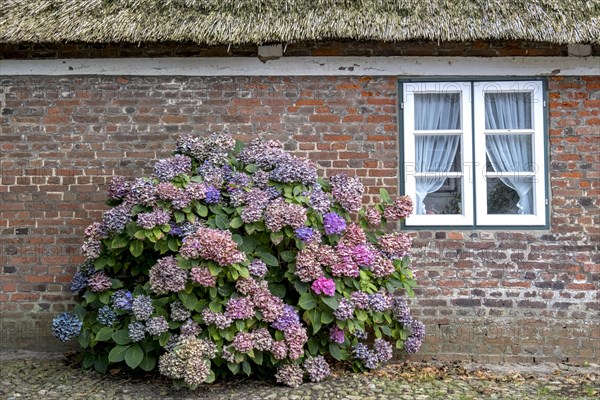 Thatched Frisian House