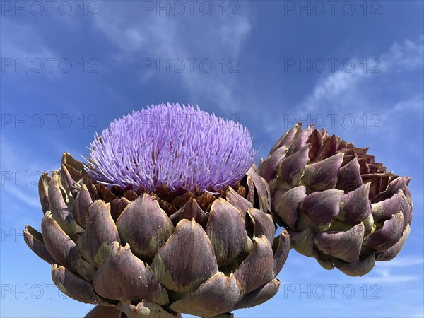 Artichoke