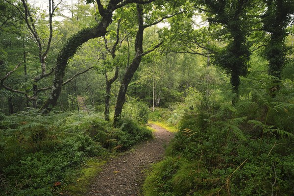 Forest trail leads through a native and species-rich mixed forest