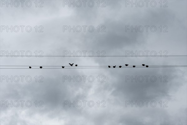 Starlings