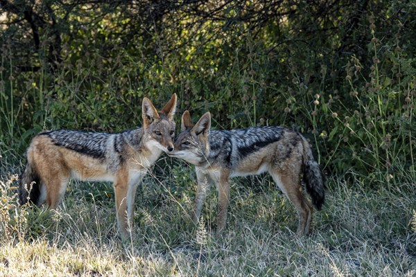 Black-backed jackals