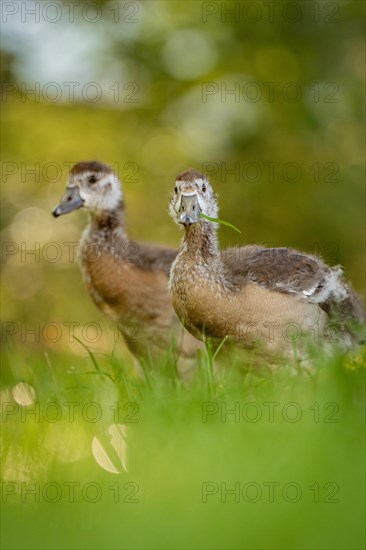 Egyptian goose chick in meadow