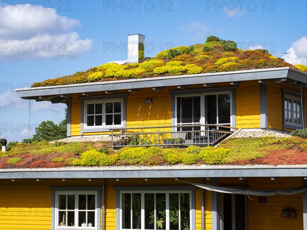 Wooden house with colourful flowering green roof