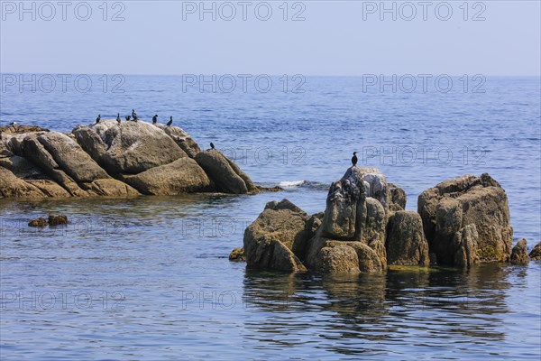 Great cormorant