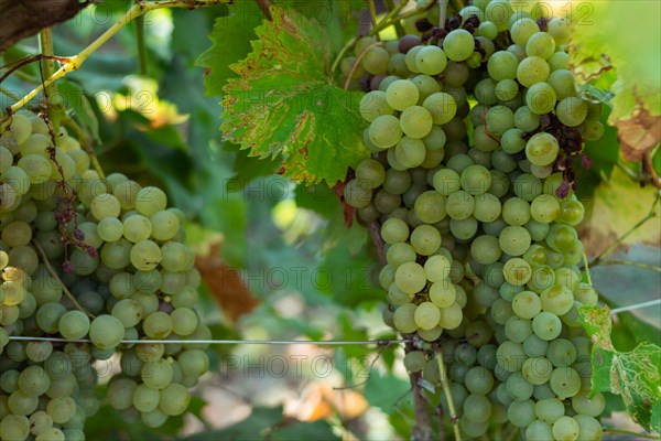 Green organic sauvignon riped grape