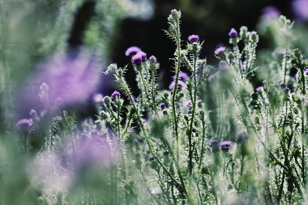 Flowering thistle